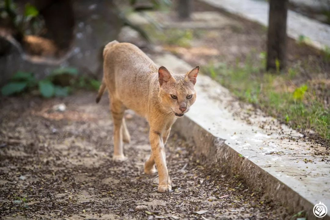 加爾各答動物園：有空又順路，那可以隨便逛一逛 寵物 第7張