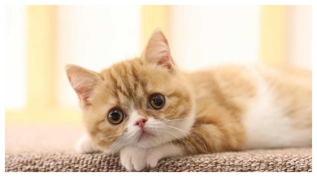 平价猫粮推荐2020 b5961f01d3a44b59b265029637b3f03c.jpeg