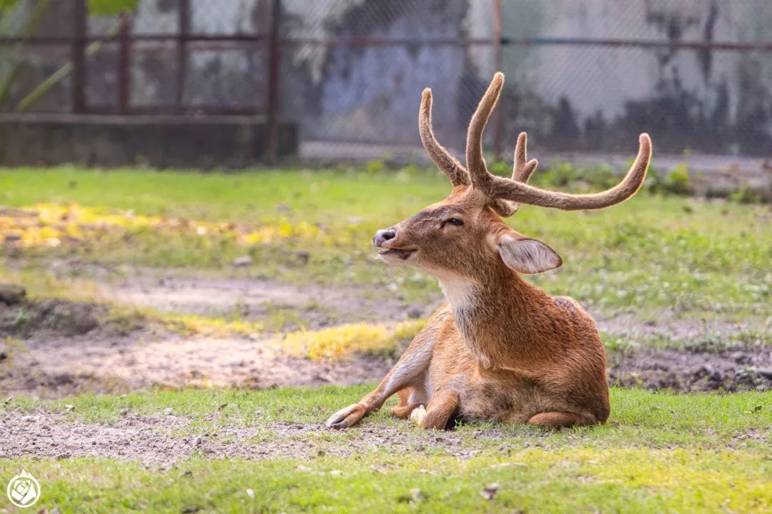 加爾各答動物園：有空又順路，那可以隨便逛一逛 寵物 第4張