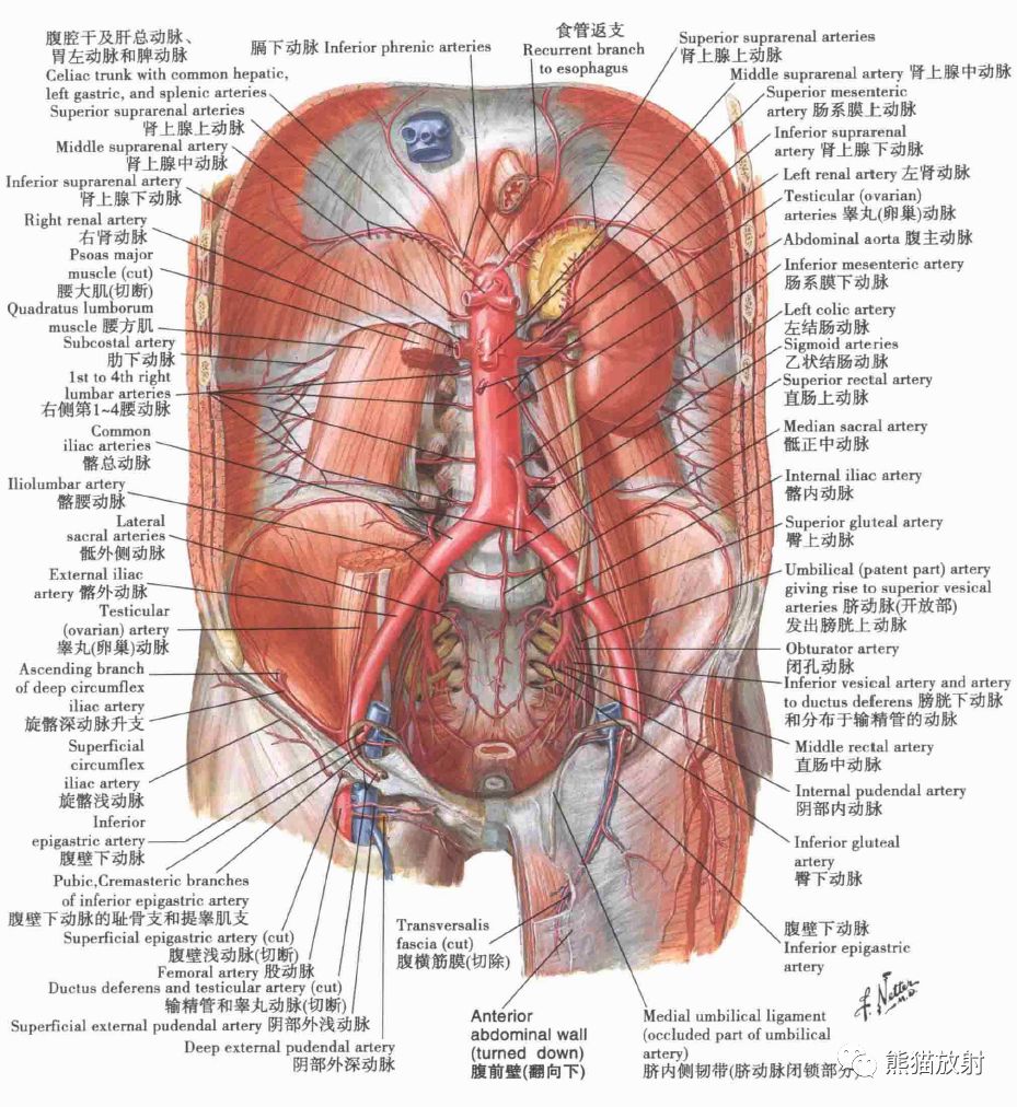 【解剖】上腹部ct断层 [双语](肝脏解剖及肝段分布,腹部淋巴结分布)