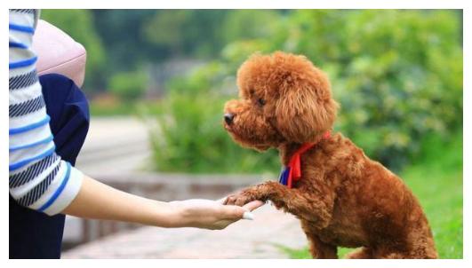 泰迪智商排名第几_柴犬智商排名第几(3)