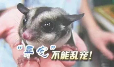 怎么看小孩是否有虫 da99ee6f335a4a55bcb78e030d9e4576.jpeg