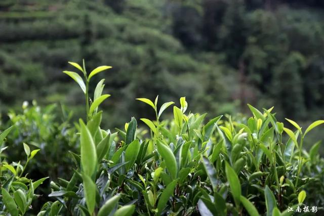 潮州凤凰单丛茶gdp多少_最便宜的凤凰茶,特色鸭屎香单丛茶(2)