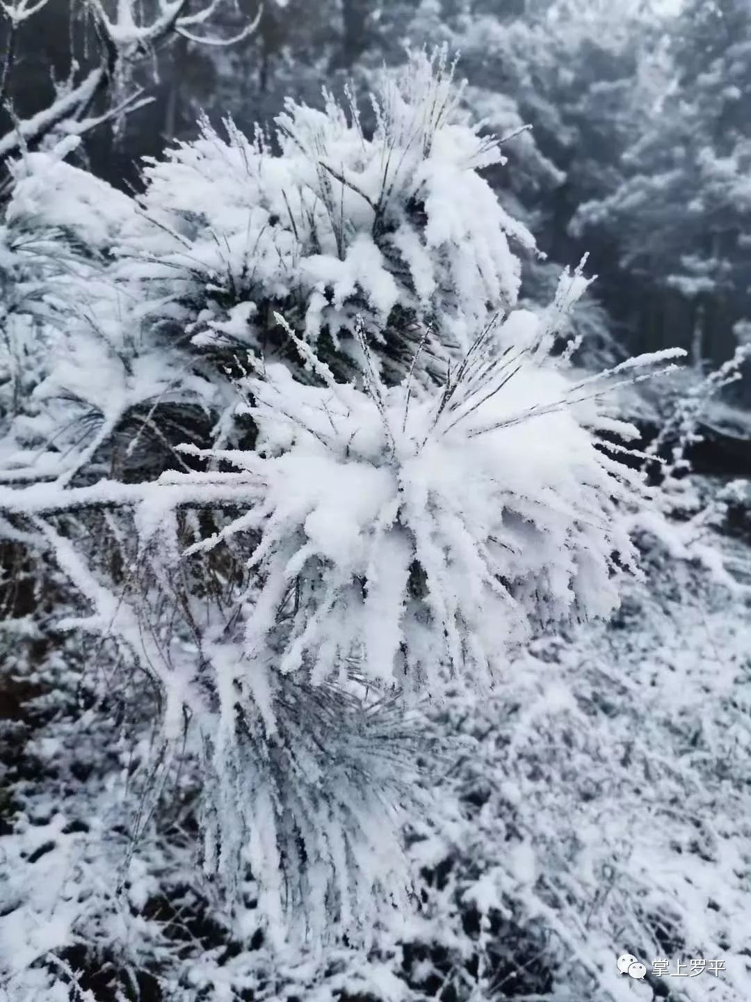 整个曲靖都在下雪唯独麒麟,经开两个大区还在"死撑着"但是小编相信:就