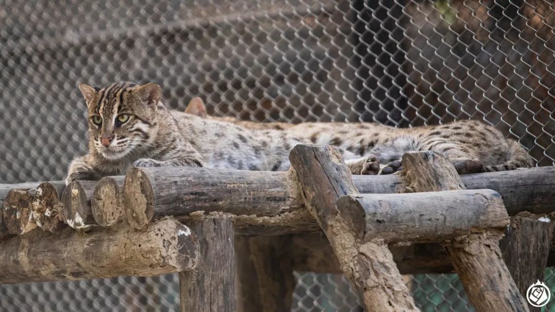 加爾各答動物園：有空又順路，那可以隨便逛一逛 寵物 第9張