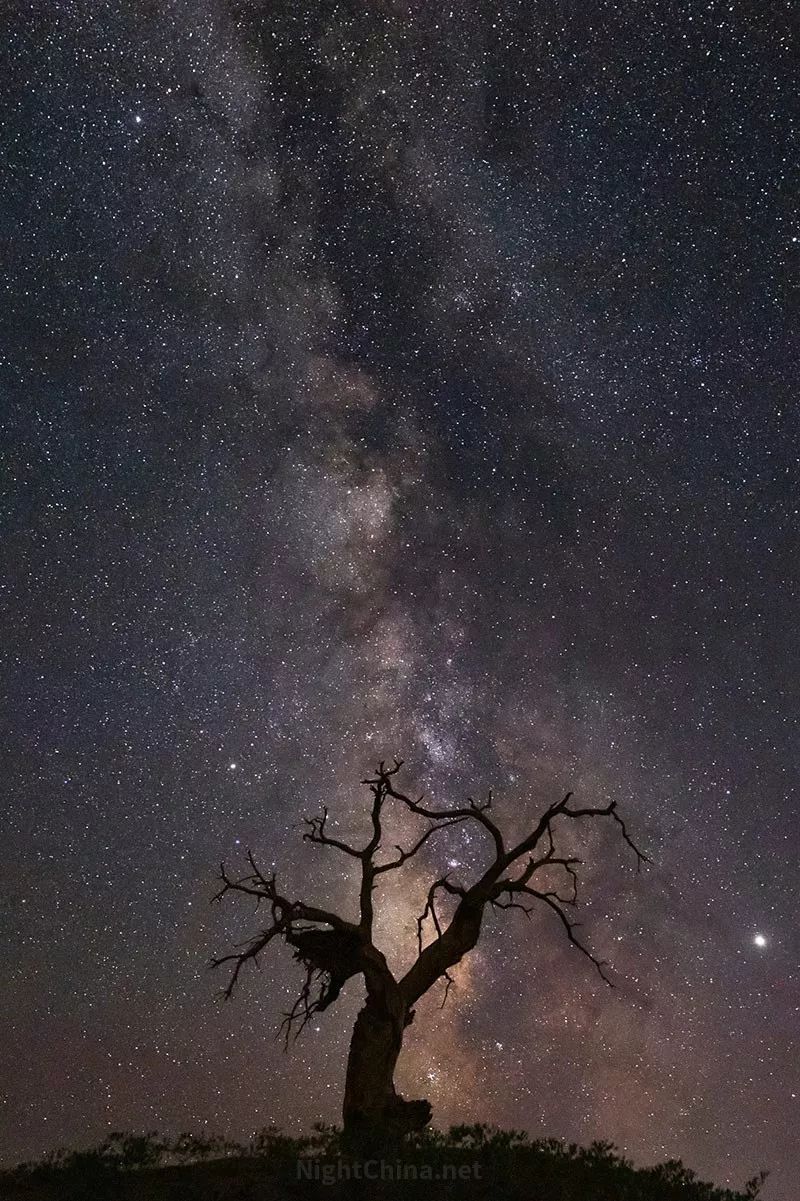 茫茫戈壁滩,胡杨枯木屹立不知多久 | 夜空中国