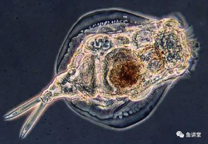 养鱼池轮虫休眠卵分布和萌发的研究1