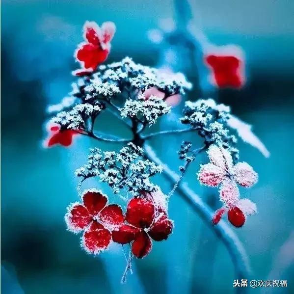 明日大雪,最美的雪中花送给大家,实在太漂亮了