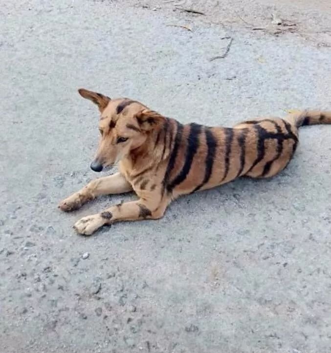 什么虎什么狗成语_鸡狗三个鸡蛋什么成语