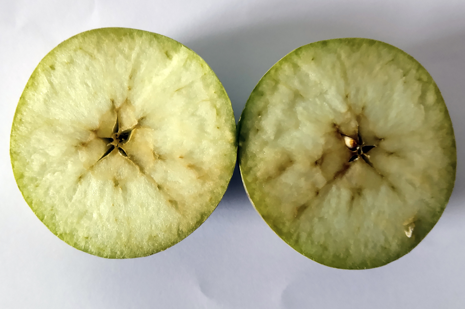 8月7号拍摄的由于授粉不良,整个苹果只有一颗种子发育造成果型不正