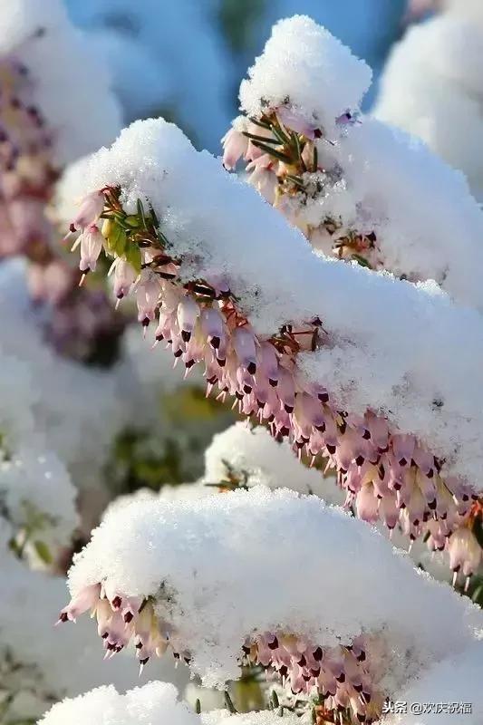 明日大雪最美的雪中花送给大家实在太漂亮了