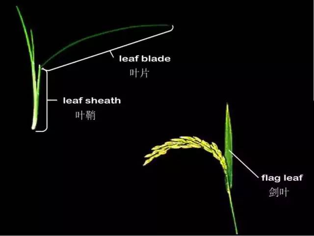 水稻的一生全面认识水稻的整个生长发育过程