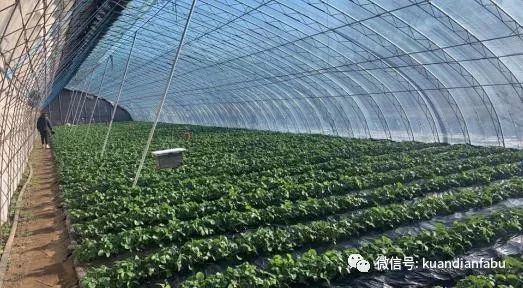 牛毛坞人口_牛毛小叶紫檀