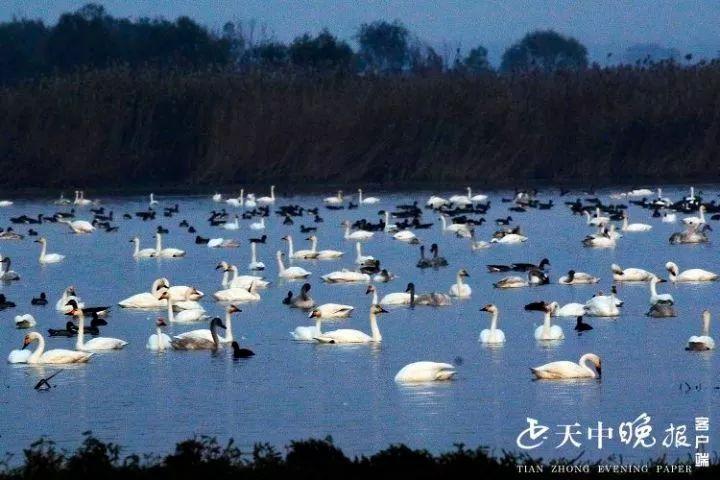 驻马店汝南宿鸭湖太美了白天鹅云集宛如童话