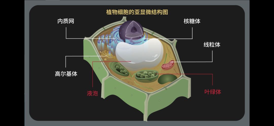 生物大师高中细胞器之间的分工起飞中国