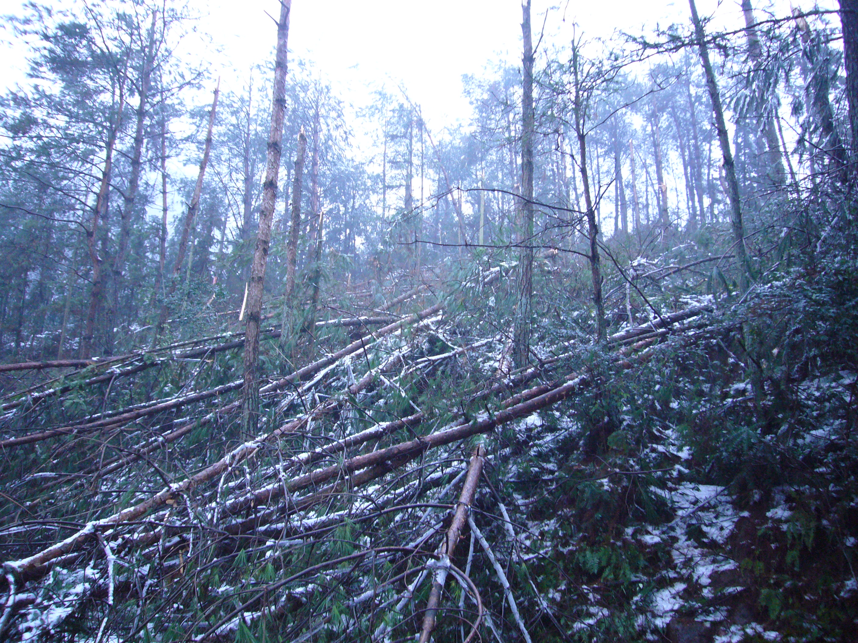 连夜里,他们一路走访,一路震惊于雪灾对铜钹山森林的严重破坏—垦殖