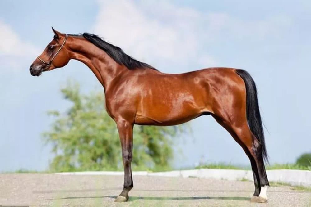 名马排名_豪车排名前30名标志(3)