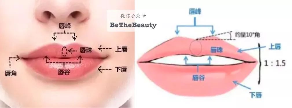 另外, 上下唇的厚薄也有比例关系: ▲一些常见的唇部审美标准 不过
