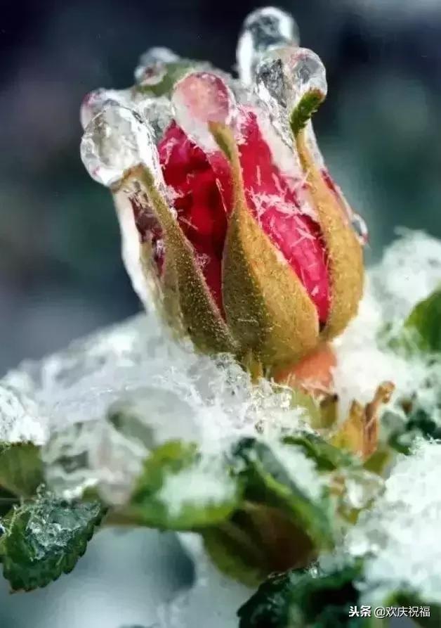 冰雪玫瑰,美到心醉 摘下一朵送给你