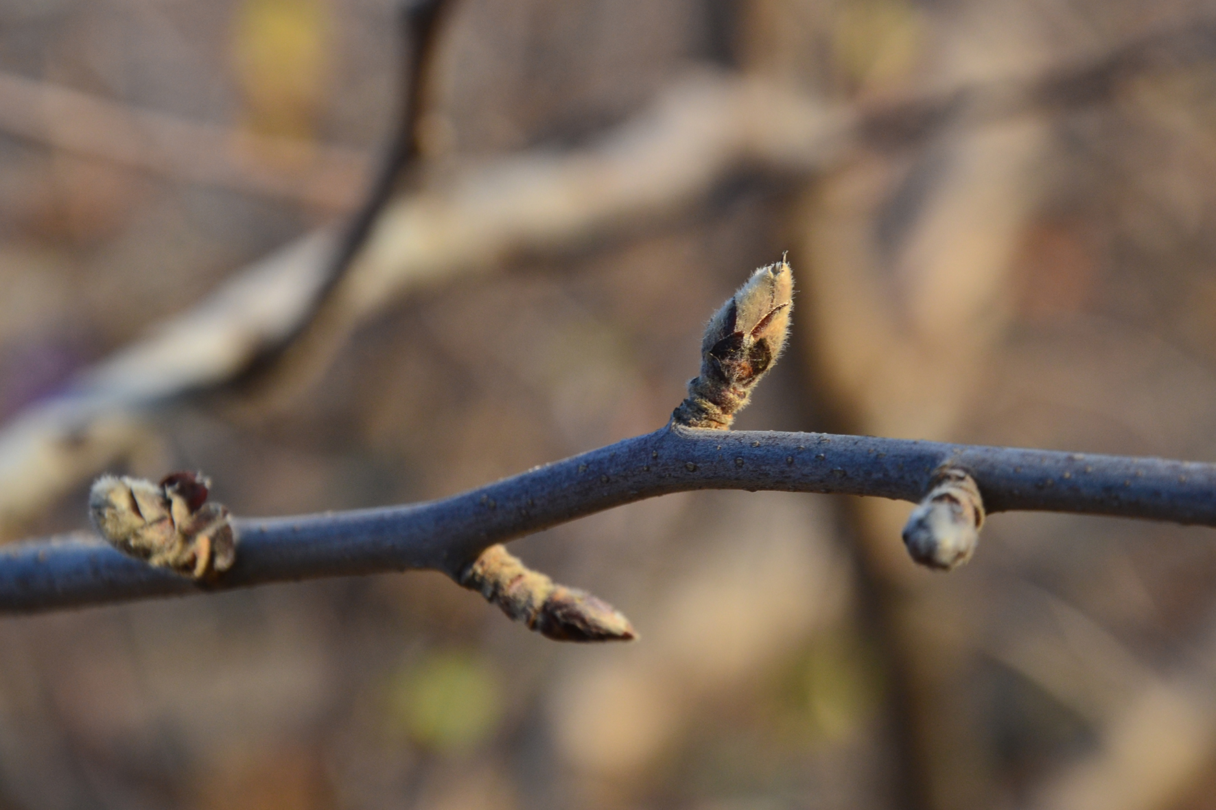 12月份苹果树的花芽已经结束了形态分化进入休眠状态