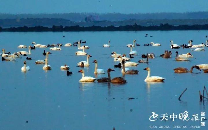 驻马店汝南宿鸭湖太美了白天鹅云集宛如童话