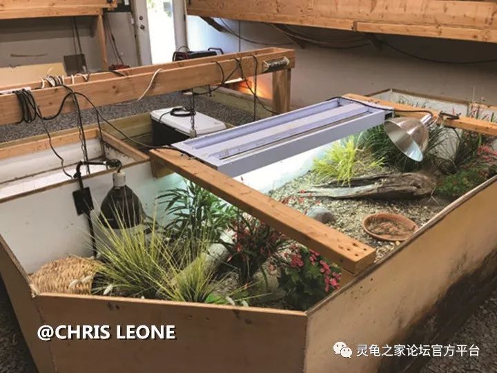 挺胸陆龟的人工饲养繁殖