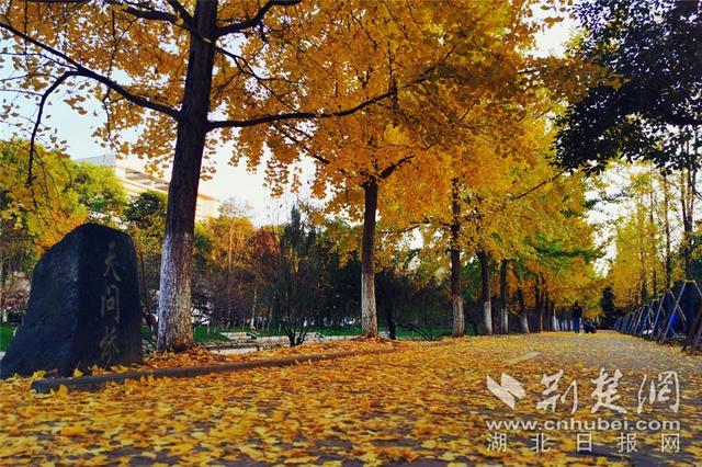 三峡大学举办首届银杏艺术节