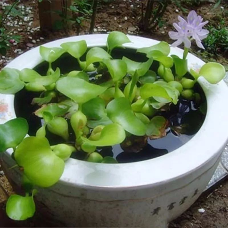 有哪些好养的水生植物 9b922f50974a430ab2504927fa502726.jpeg