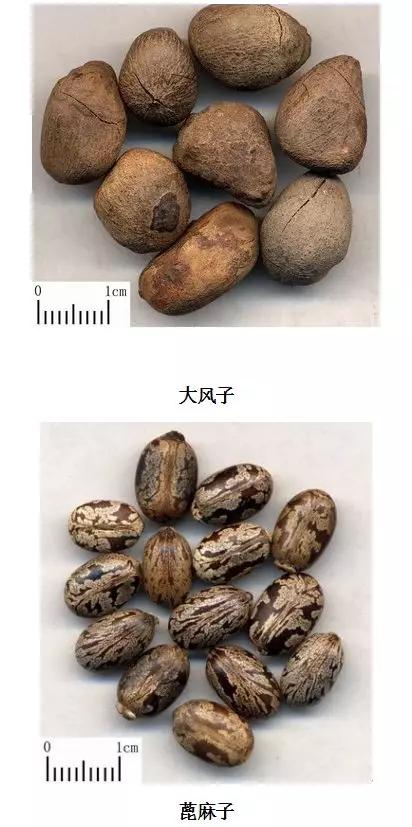 中药材图谱大全