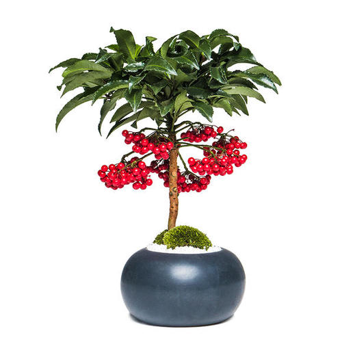 客厅最旺的花树有哪些 b46383255ba64d1fa106739f2ccc7184.jpeg