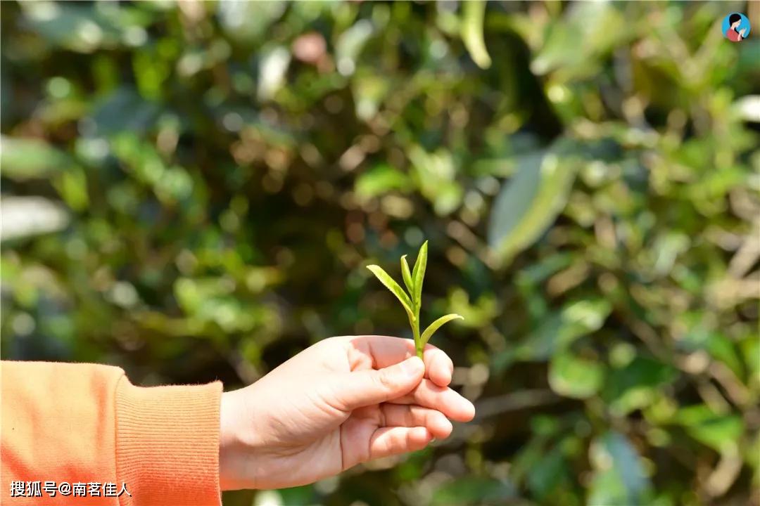 为什么你的熟茶很贵，却不耐泡？原因在这里！