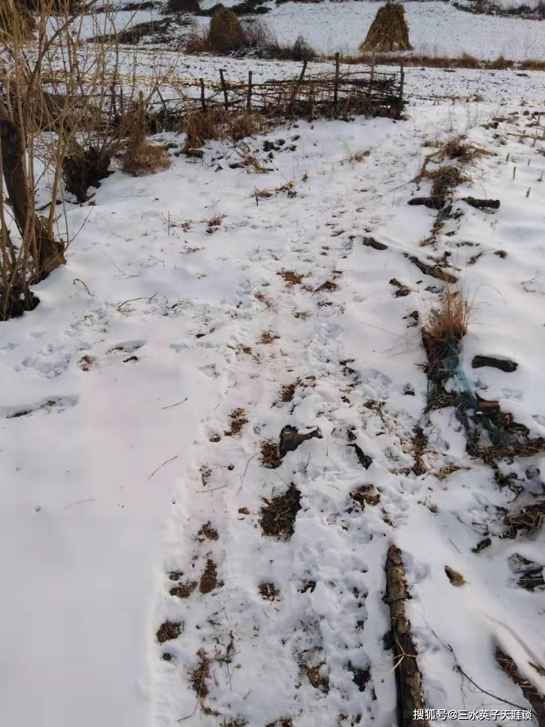 【辽宁本溪农村2019年的冬天】土地的白雪和冷冻的河流依然有冬天的