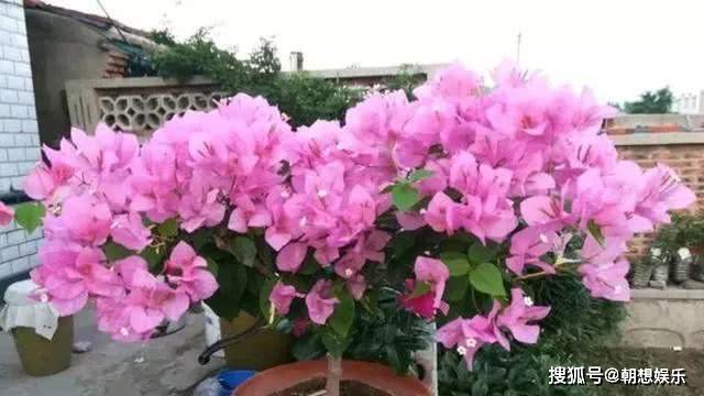 冬季怎么养三角梅 ca80940b080b4c928d3b4c3d85143639.jpeg
