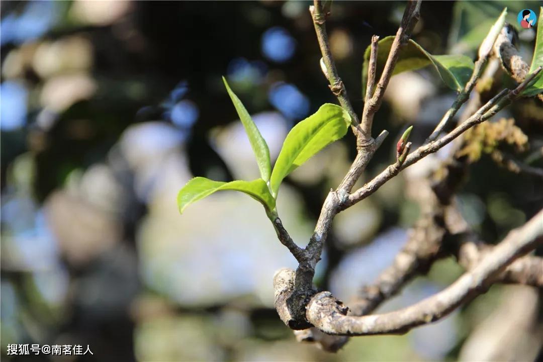 为什么你的熟茶很贵，却不耐泡？原因在这里！