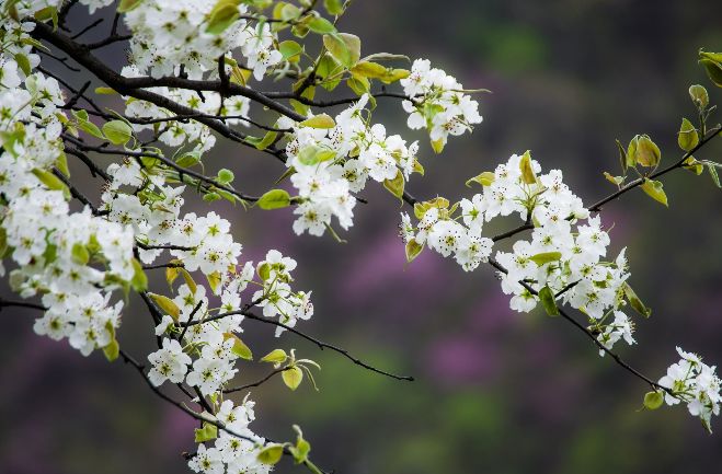 梨花又开放合唱简谱_梨花又开放简谱(2)