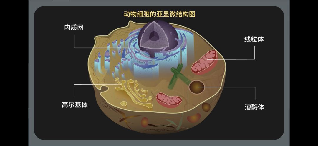 动物细胞细胞质中还有呈溶胶状的细胞质基质,细胞器