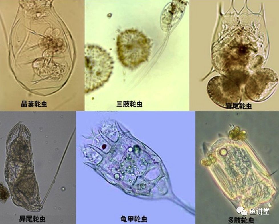 养鱼池轮虫休眠卵分布和萌发的研究1