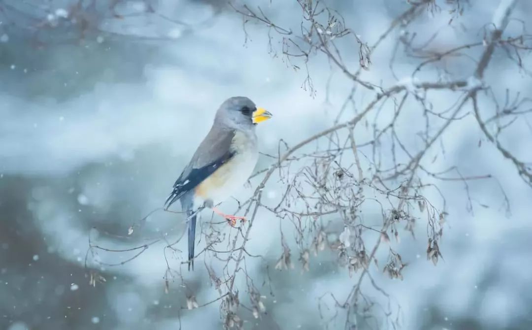 大雪 冬寒瑟瑟,雪意迟迟