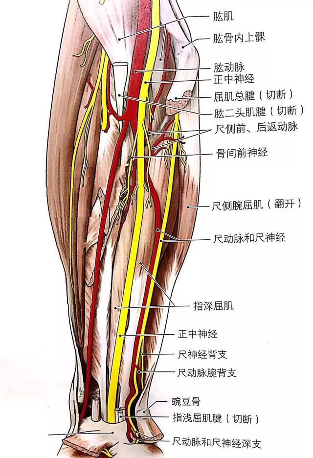struthers 弓状韧带,内侧肌间隔,肱骨内上髁,肘管和旋前圆肌腱膜