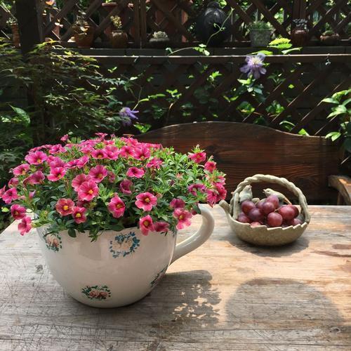 什么时候种花种 26d4f1c0fb244299bd6adc4da094af10.jpeg