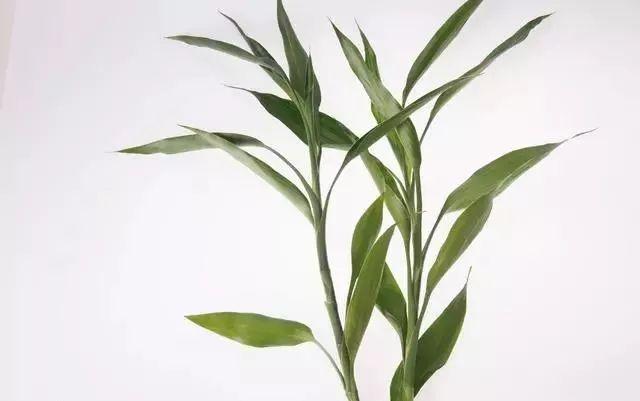 富贵竹几根的寓意 2941c7f713db421ca52d9b7a48272980.jpeg