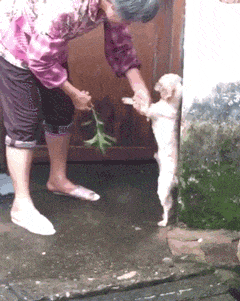搞笑gif:媳妇花一百八买的一条裤子,让我看看,我该说些什么呢?