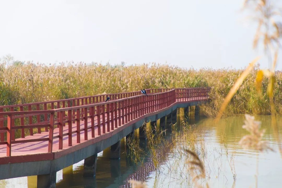 赞!巢湖南岸槐林省级湿地公园与省级旅游示范村相得益彰!