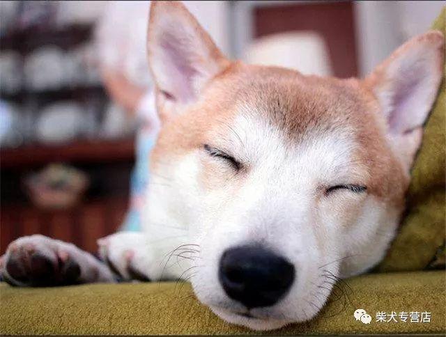 如何训练柴犬的服从性 593b5e85cf044c028cd94665475211a4.jpeg