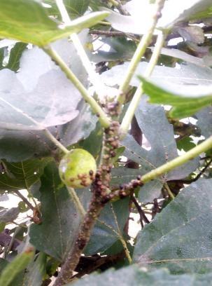 无花果褐盔蜡蚧发生规律及防治方法