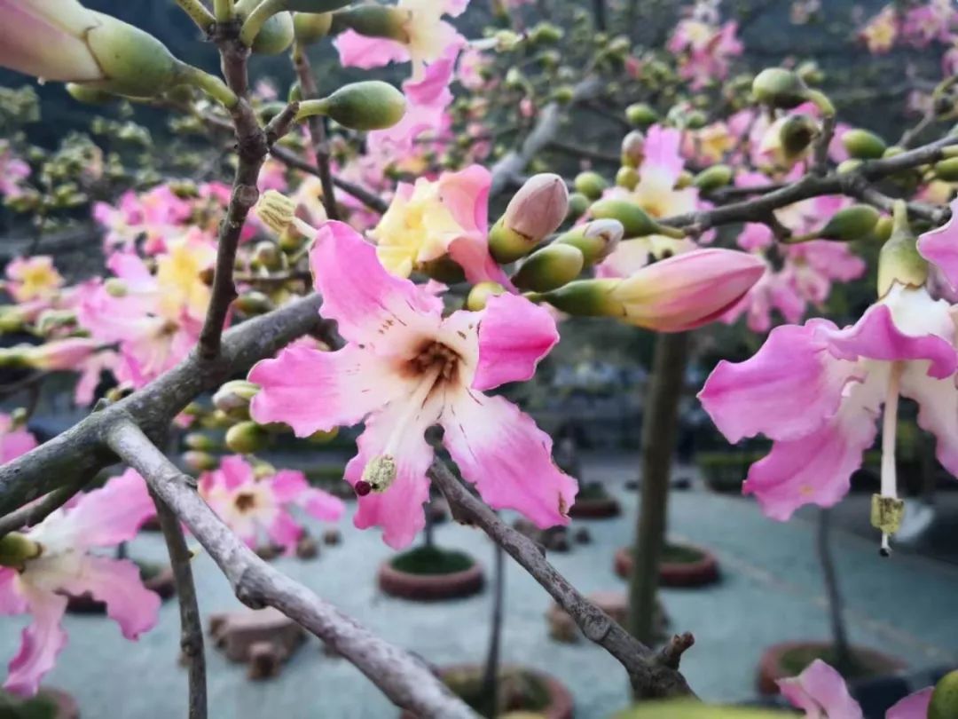 相隔不远,木棉花开得正艳 在蓝天的映衬下 花开时 一片粉色,层林尽染