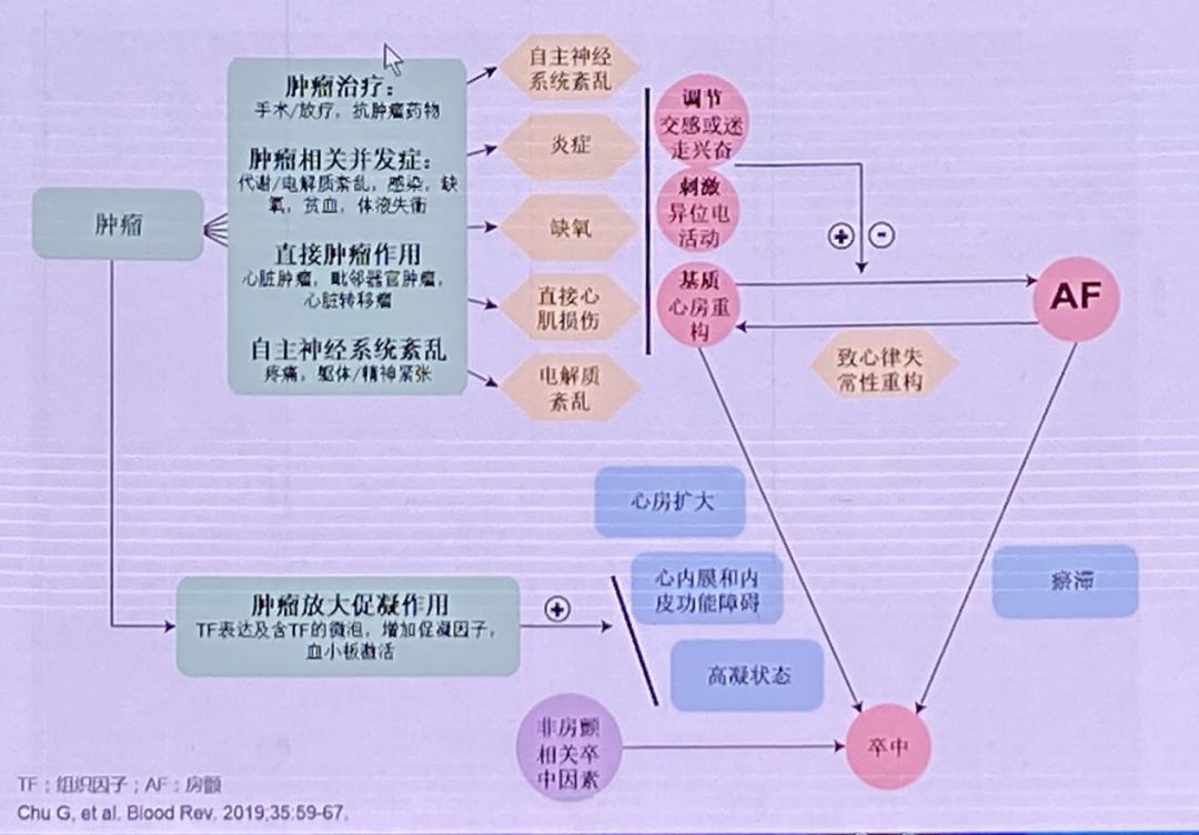 图1. 肿瘤致房颤的病理生理学机制