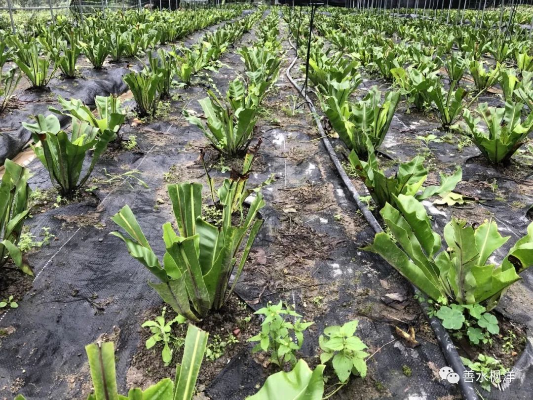 种植了近十亩的山苏菜,据他介绍,这些山苏引种台湾,株型丰满,叶色葱绿