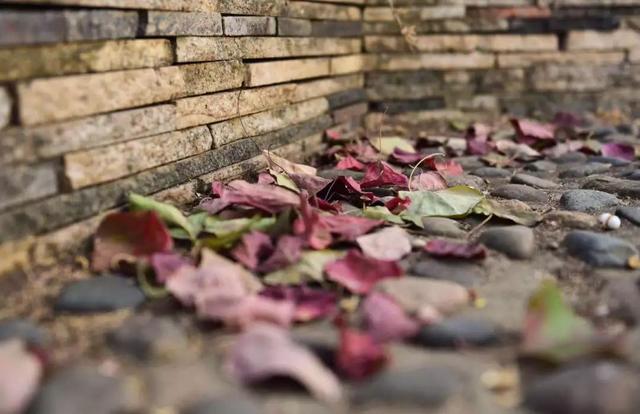 爬墙虎怎么变化的 76ba3d2fc846480c81d01c1ea2a89879.jpeg