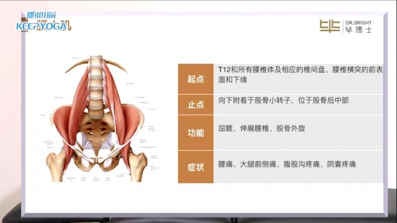 常见的肌肉松解及训练方法——腰大肌